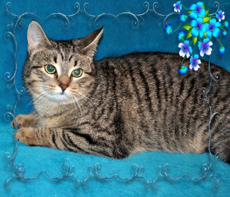 Дымчатые мраморный британец