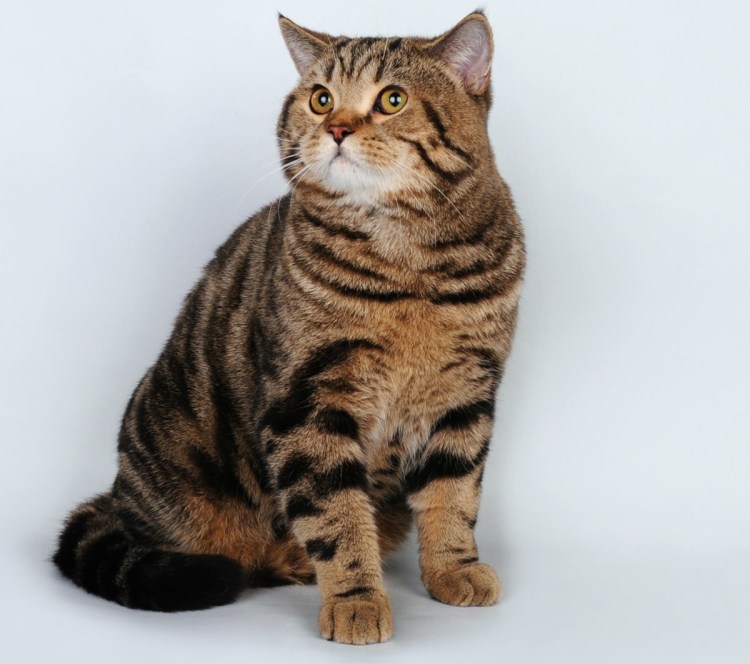 Шотландская скоттиш страйт табби