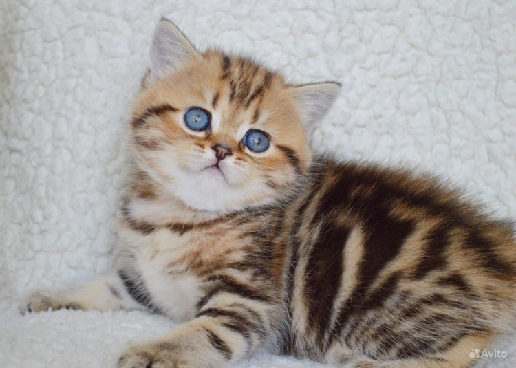Мраморные котята шотландцы золотые