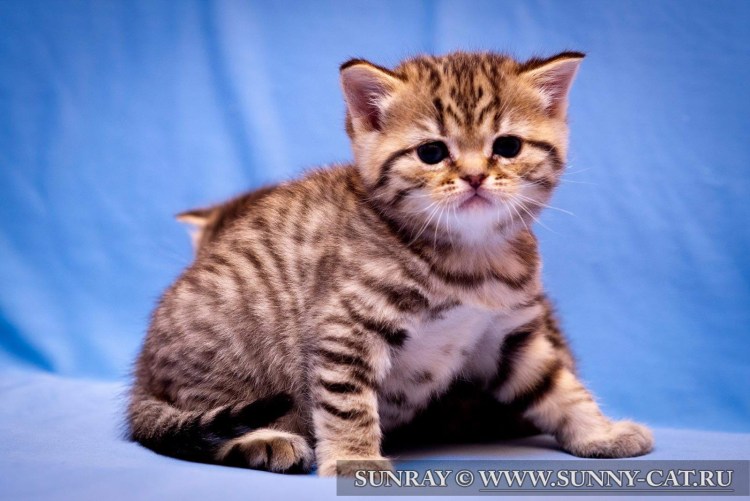 Золотая шиншилла табби