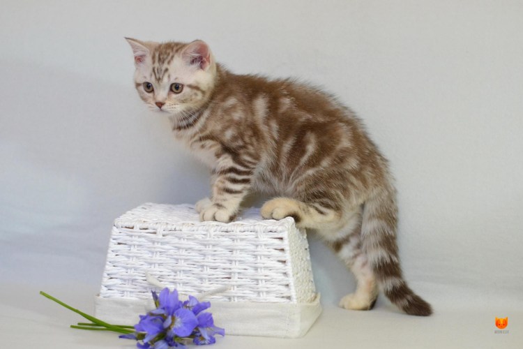 Браун табби пятнистый британец