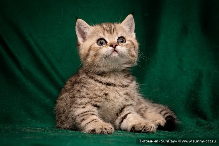 Британец скоттиш страйт вискас