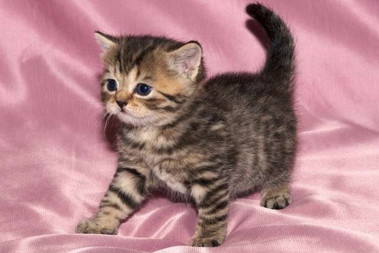 Котенок британец чёрный на мрамор коричневый