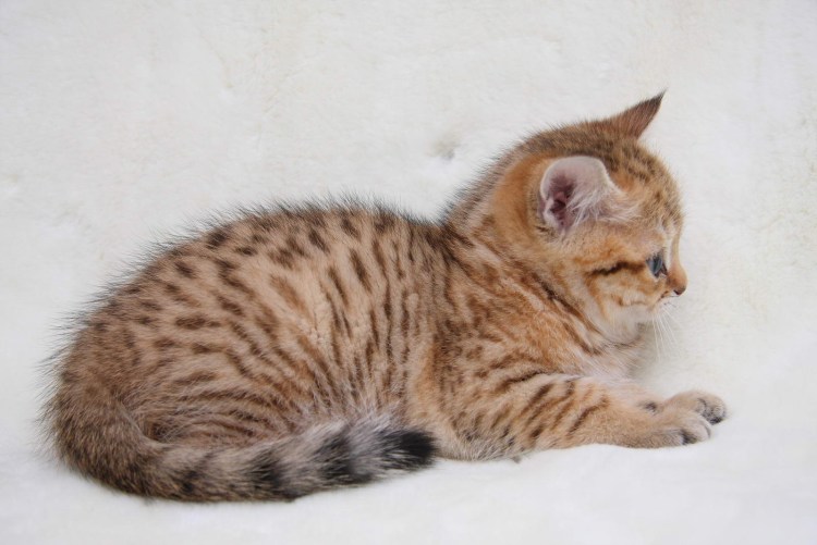 Шотландские котята Браун табби