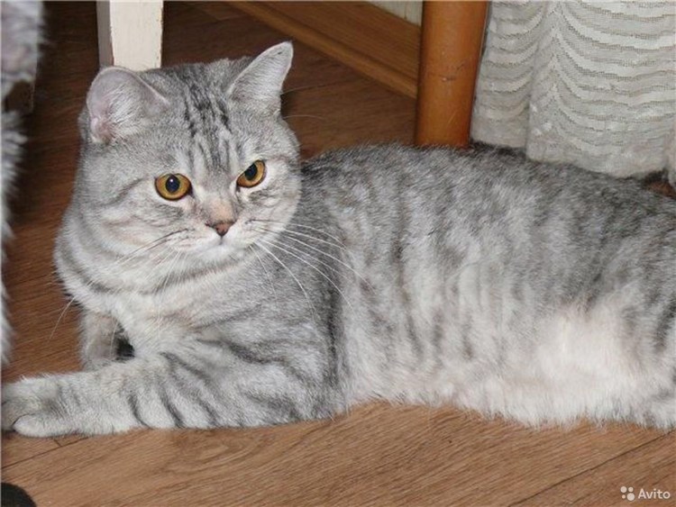 Британец котенок тигровый окрас