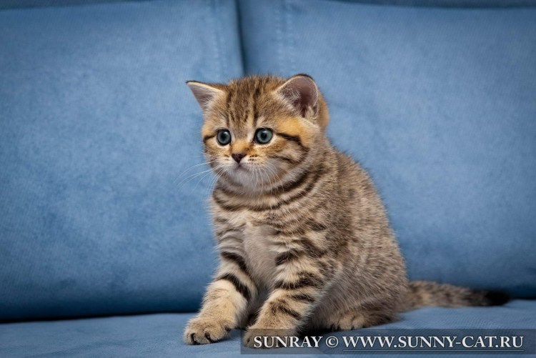 Шотландский кот прямоухий тигровый