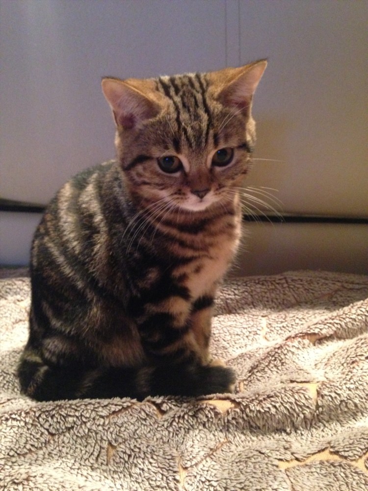 Шотландские прямоухие котята вискас