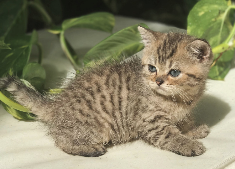 Британская кошка табби