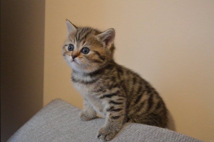 Шотландская кошка прямоухая скоттиш страйт полосатый