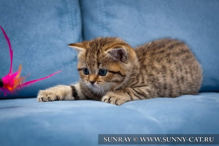 Британская кошка вискас