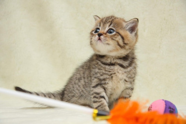 Шотландский страйт мраморный котенок