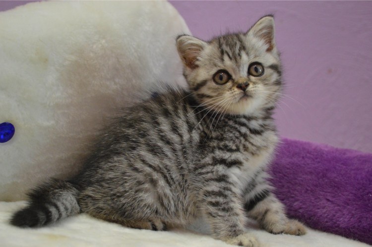 Шотландский Браун табби