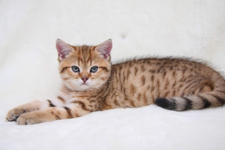 Британская шиншилла ny24