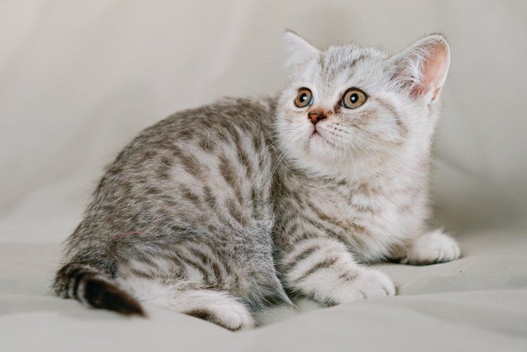 Британский мраморный табби