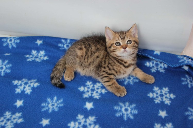 Шотландская тигровая кошка прямоухая