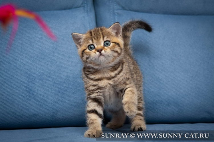 Британец вискас золотой