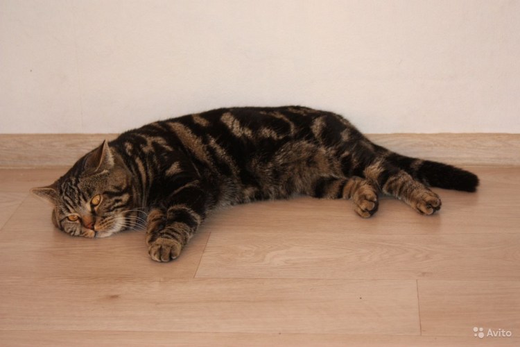 Шотландский Браун табби