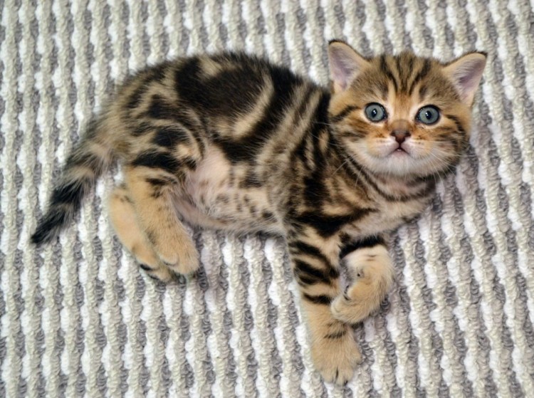 Шотландский пятнистый табби
