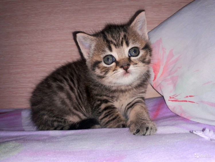 Шотландская прямоухая Браун табби