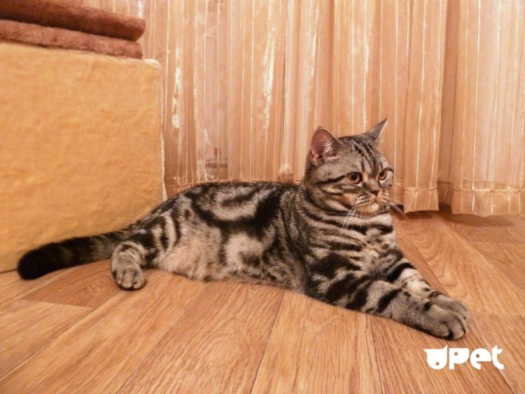 Скоттиш страйт мраморный