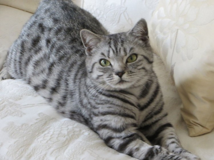 Шотландская кошка прямоухая золотой мрамор