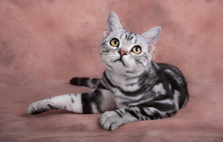 Шотландский Браун табби