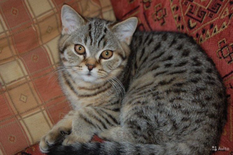 Прямоухий британец полосатый