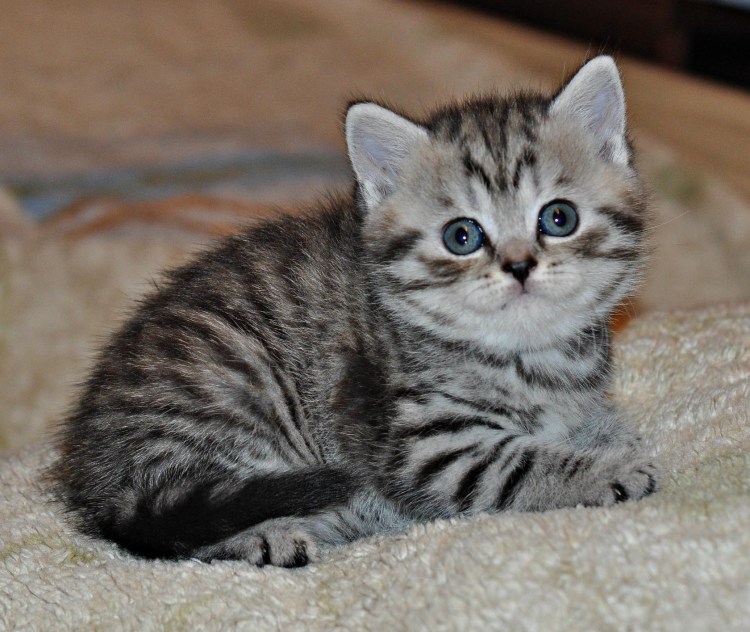 Шотландская прямоухая кошка мрамор