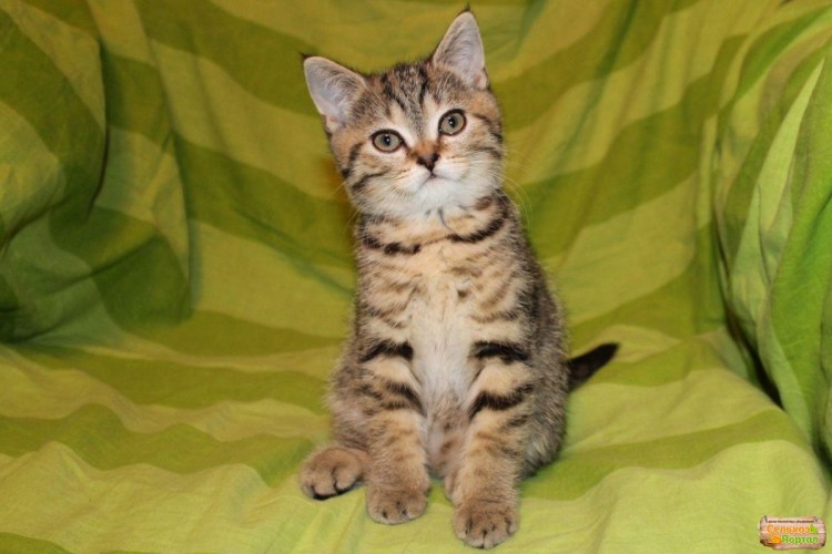 Шотландская прямоухая табби тигровый