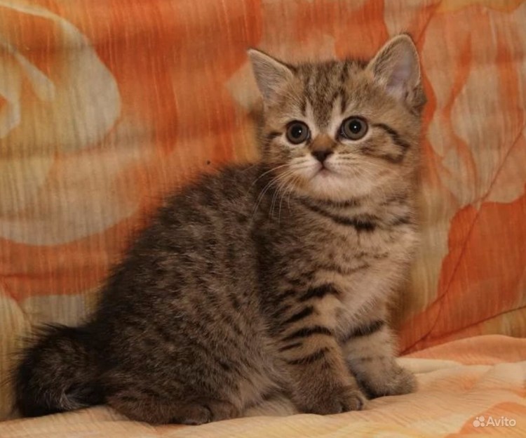 Шотландский Браун табби