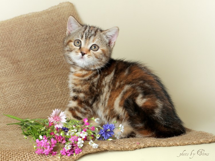 Шотландская вислоухая пятнистая Браун табби