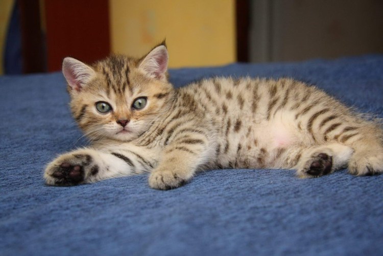 Британец тигровый Браун табби