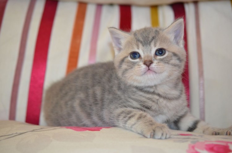 Кот прямоухие Шотландская мраморная