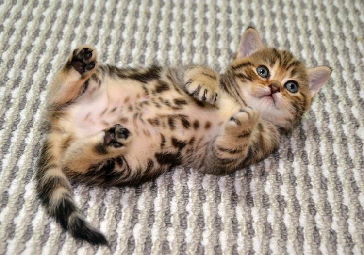 Шотландский скоттиш страйт полосатый