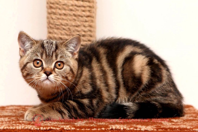 Британец табби биколор