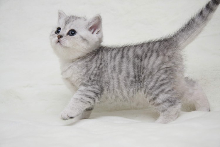 Британский пятнистый табби