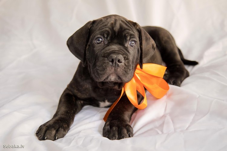 Итальянская собака Кане Корсо