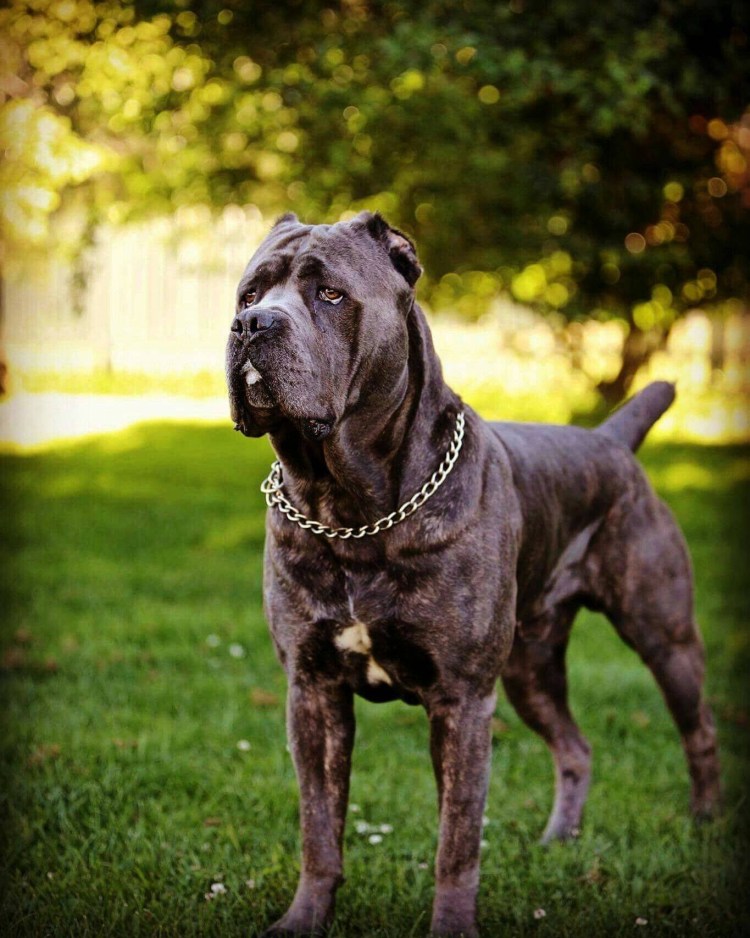 Мастиф Кане Корсо