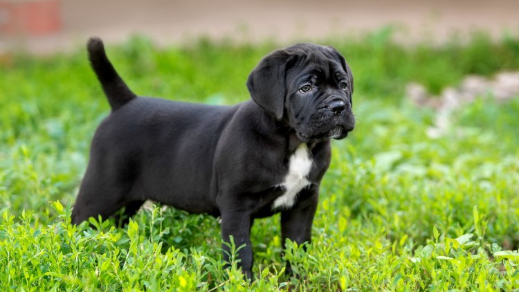 Кане Корсо щенок