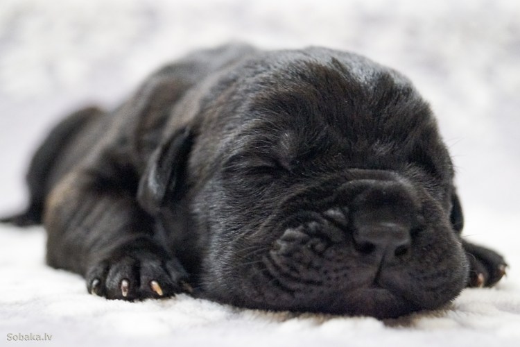 Щенки Кане Корсо 1 день