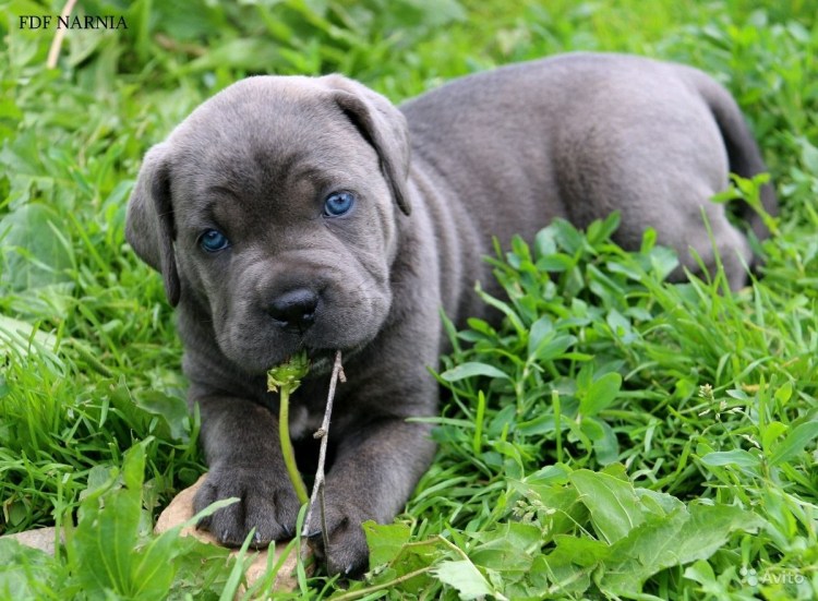 Кане Корсо серый щенок
