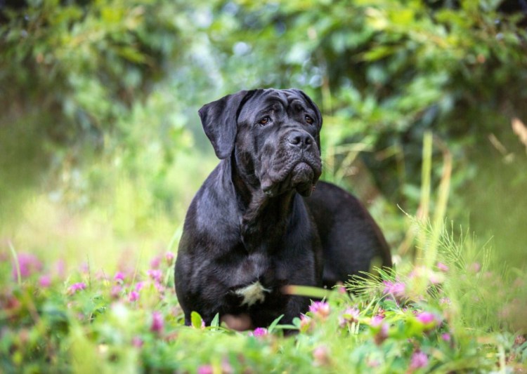Кане Корсо (Cane Corso)
