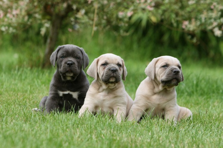 Кане Корсо собака