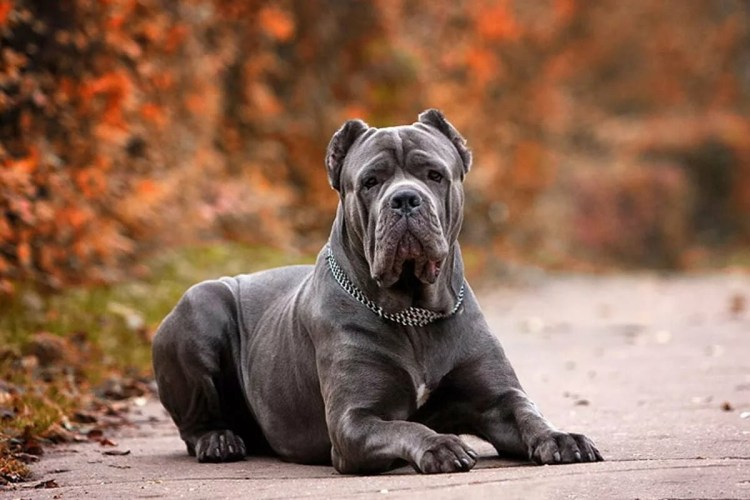 Порода собак Cane Corso