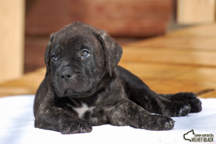 Кане Корсо тигровый щенок