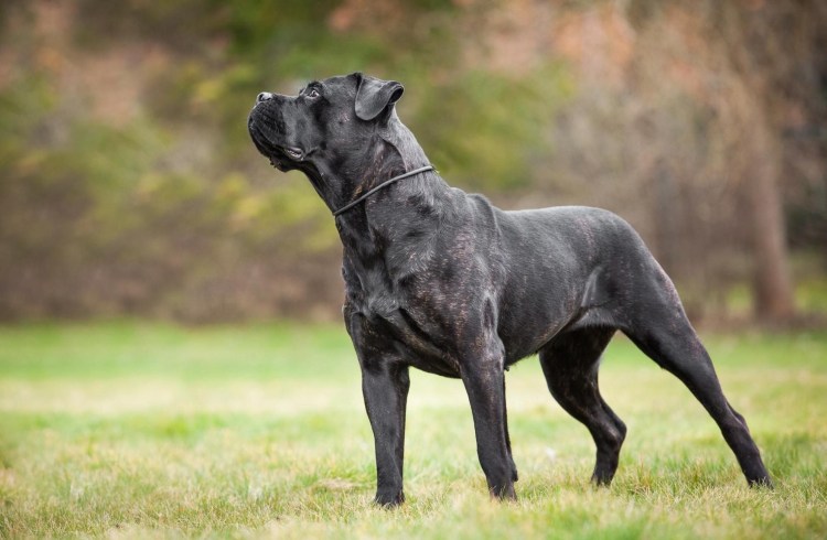 Итальянский мастиф Кане-Корсо