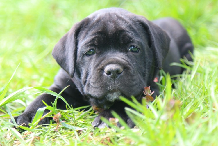 Кане Корсо 8569