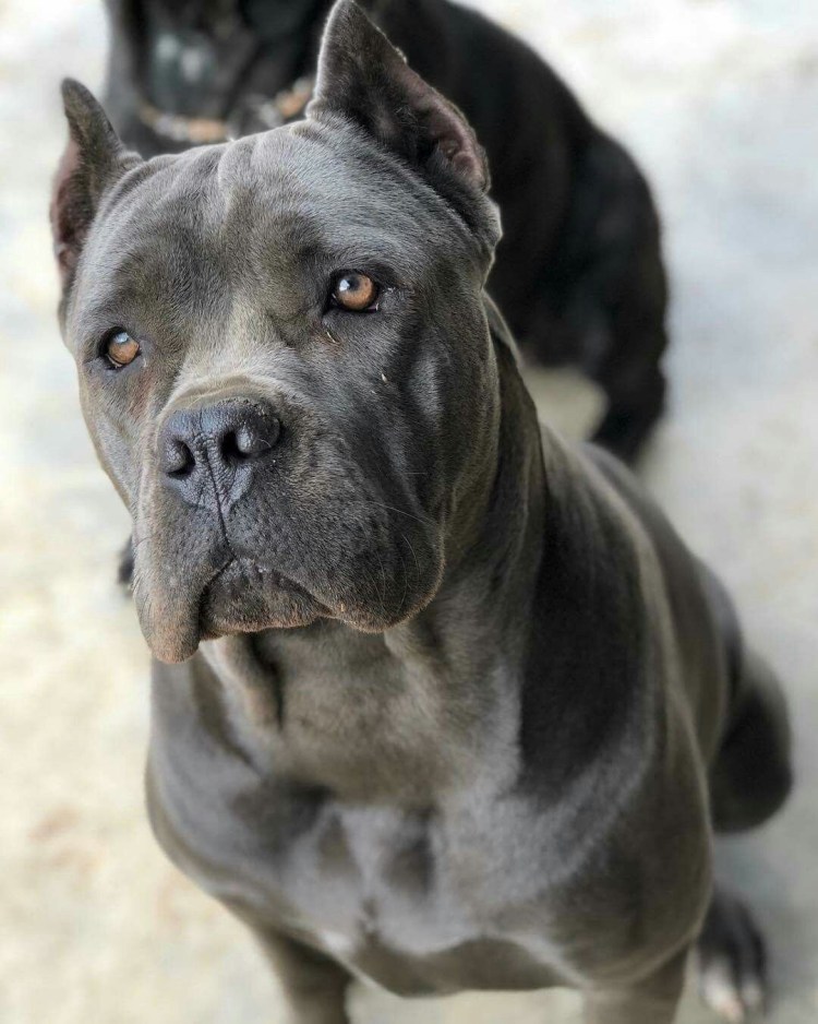 Кане Корсо (Cane Corso)