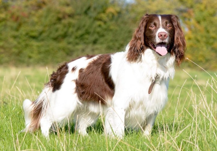 Английский спринт спаниель