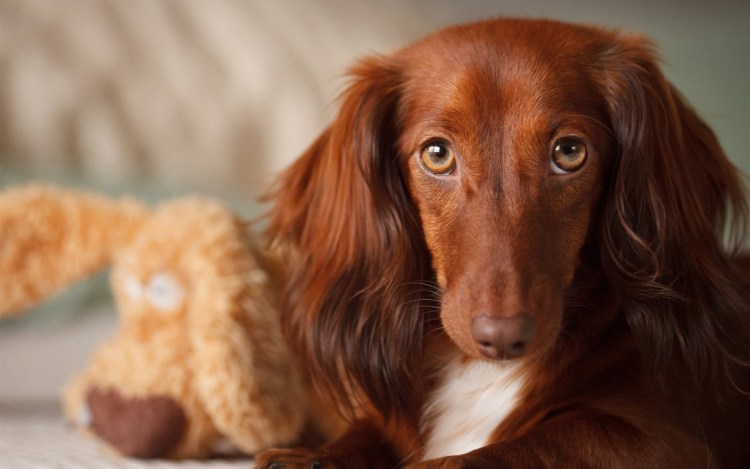 Тригг хаунд